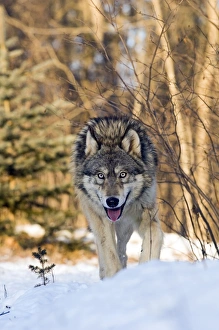 Wolf Canus lupus Minnesota N.America January