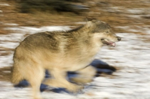 Wolf Canus lupus Minnesota N.America January