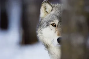 Wolf Canus lupus Minnesota N.America January