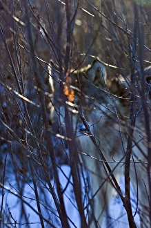 Wolf Canus lupus Minnesota N.America January