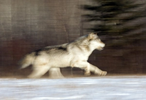 Wolf Canus lupus Minnesota N.America January