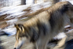 Wolf Canus lupus Minnesota N.America January