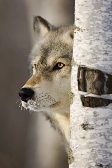 Wolf Canus lupus Minnesota N.America January