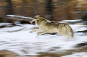 Wolf Canus lupus running through forest Minnesota N America January Wolf Canus lupus running through forest Minnesota N America January
