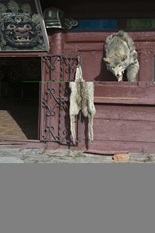 Wolf skins hang on a door Ulan Bator Mongolia