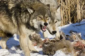Aggression Prints: Wolves Canus lupus on kill Minnesota N America January