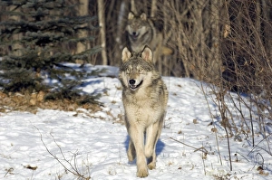 Wolf Canus lupus Minnesota N.America January