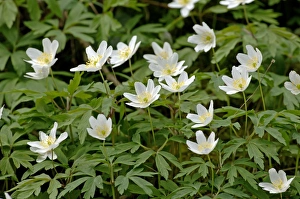 Wood Land Prints: Wood Anenomes Derbyshire April