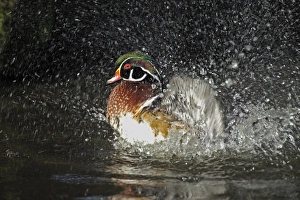 Bathe Prints: Wood Duck Aix sponsa bathing male native of N. America