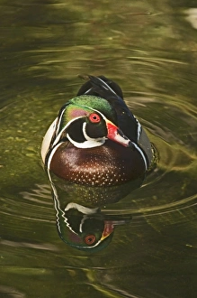 Duck Prints: Wood Duck male Aix sponsa California April
