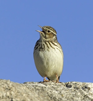 Sing Prints: Wood Lark in song early spring UK