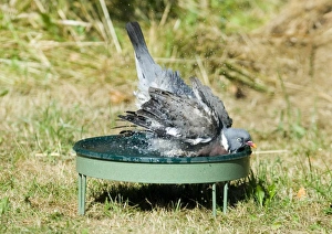 Wood Pigeon Columba palumbus Norfolk