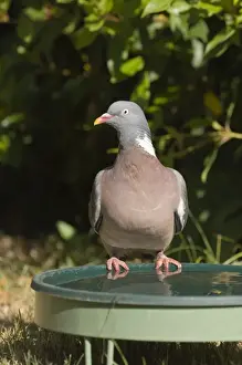 Pigeon Prints: Wood Pigeon Columba palumbus at bird bath in garden Norfolk UK summer