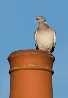 Wood Pigeon Columba palumbus on chimney pot in town Holt Norfolk UK Wood Pigeon Columba palumbus on chimney pot in town Holt Norfolk UK