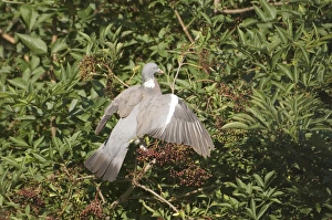 Wood Pigeon Columba palumbus feeding on Elder berries Norfolk September Wood Pigeon Columba palumbus feeding on Elder berries Norfolk September