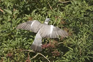 Wood Pigeon Columba palumbus feeding on Elder berries Norfolk September