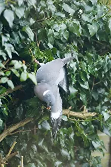 Wood Pigeon Columba palumbus feeding on Ivy berries in garden Norfolk UK winter