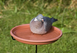 Wood Pigeon Columba palumbus in garden bird bath Norfolk September Wood Pigeon Columba palumbus in garden bird bath Norfolk September
