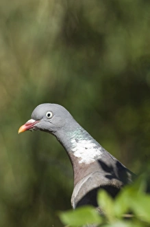 Wood Pigeon Columba palumbus Norfolk