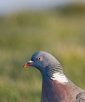 Pigeon Prints: Wood Pigeon Columba palumbus Norfolk