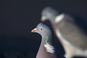 Wood Pigeon Columba palumbus Norfolk