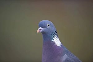 Wood Pigeon Columba palumbus Norfolk