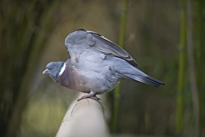 Wood Pigeon Columba palumbus Norfolk winter