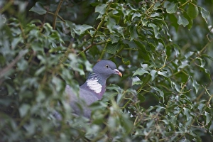 Wood Pigeon Columba palumbus Norfolk