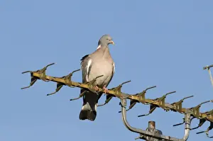Wildlife Prints: Wood Pigeon Columba palumbus on TV aerial in town Holt Norfolk UK