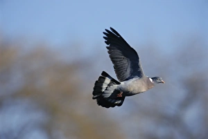 Pigeon Prints: Wood Pigeon UK winter