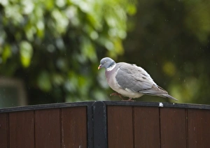 Pigeon Prints: Wood Pigeon in urban setting Norfolk spring