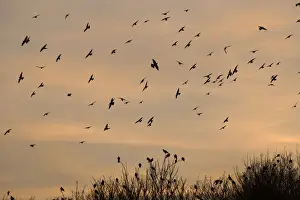 Cley Prints: Wood Pigeons Columba palumbus arriving at winter roost Cley Norfolk