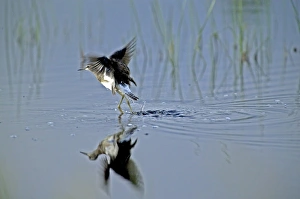 Juvenile Prints: Wood Sandpiper