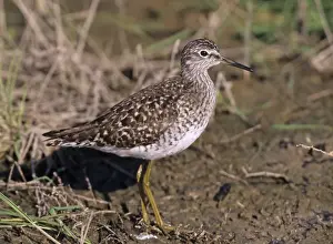 Wood Sandpiper Tringa glareola adult in spring Greece