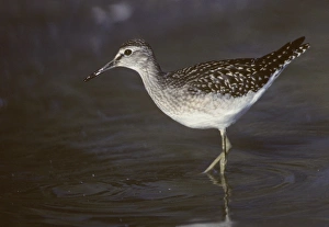 Wood Sandpiper
