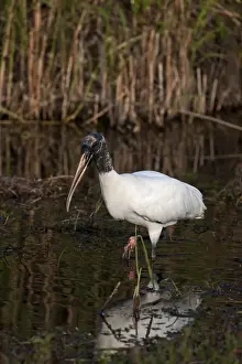 Stork Prints: Wood Stork Mycteria americana Florida Everglades USA