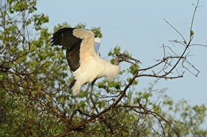 Stork Prints: Wood Stork Mycteria americana Florida USA spring