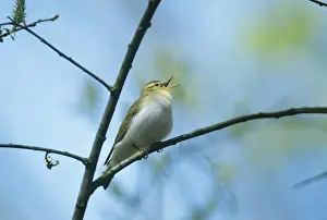 Warbler Prints: Wood Warbler Phylloscopus sibilatrix in song New Forest Hants May