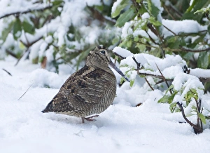 Images Dated 7th January 2010: Woodcock Norfolk January