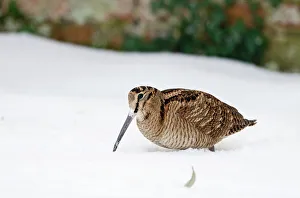 Woodcock Scolopax rusticola in snow Norfolk January Woodcock Scolopax rusticola in snow Norfolk January