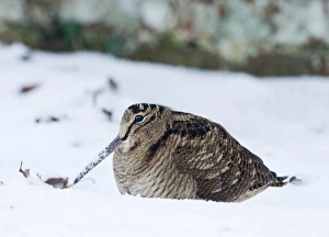 Woodcock Norfolk January