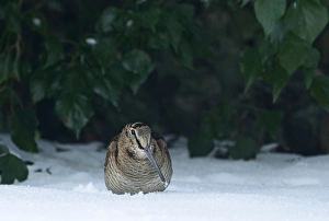 Woodcock Norfolk January