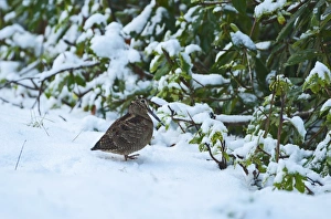 Woodcock Scolopax rusticola in snow Sandringham Norfolk December Woodcock Scolopax rusticola in snow Sandringham Norfolk December