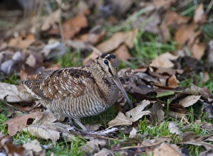 Woodcock Scolopax ruticola Norfolk winter