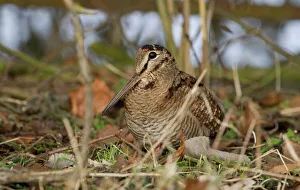 Trending: Woodcock Scolopax ruticola Norfolk winter