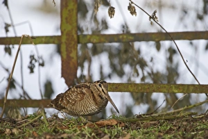 Woodcock Scolopax ruticola Norfolk winter