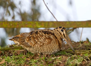 Woodcock Scolopax ruticola Norfolk winter