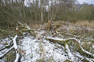 woodland management - clearing area of sallow from Ferry Wood in Norfolk Broads winter woodland management - clearing area of sallow from Ferry Wood in Norfolk Broads winter