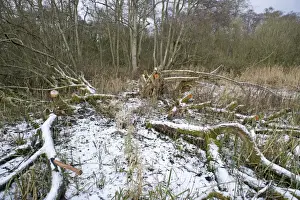 Wood Land Prints: woodland management - clearing area of sallow from Ferry Wood in Norfolk Broads winter