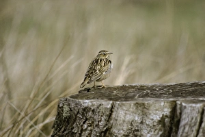 Woodlark. Lullula arborea Kent spring